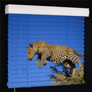 Leopard Wildlife